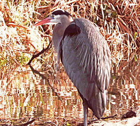 great blue heron 1 small graphic 